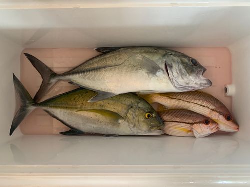 カスミアジの釣果