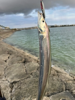 タチウオの釣果