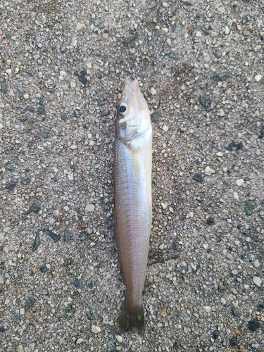 シロギスの釣果