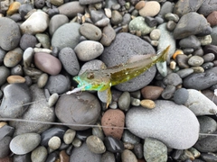 アナハゼの釣果