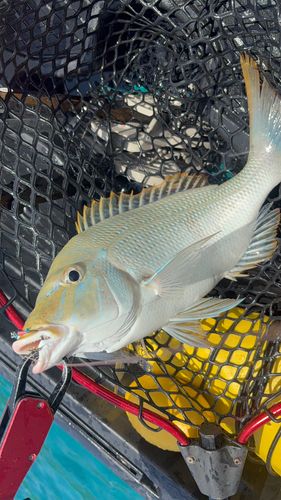 タマンの釣果