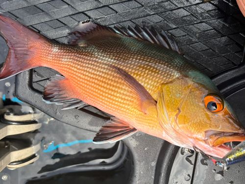 ナガジューミーバイの釣果