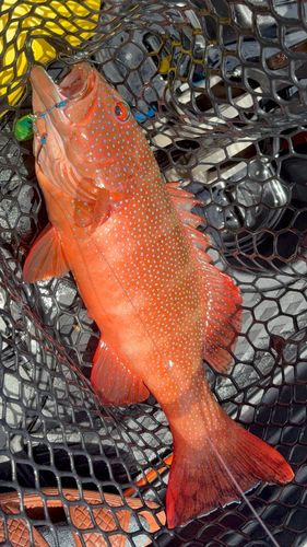 アカジンミーバイの釣果