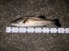 スズキの釣果