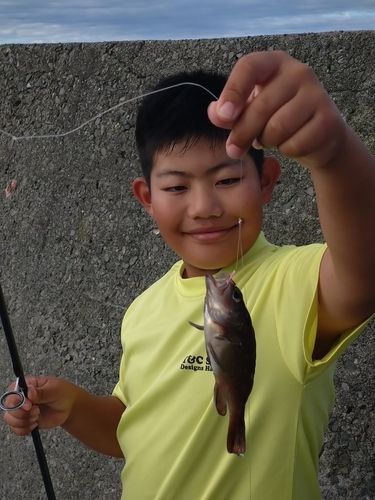 ガヤの釣果