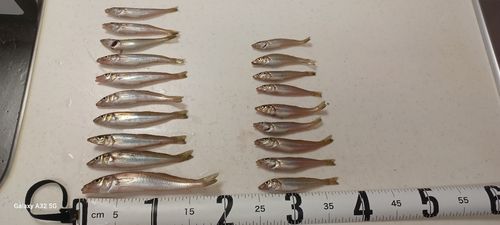 キスの釣果