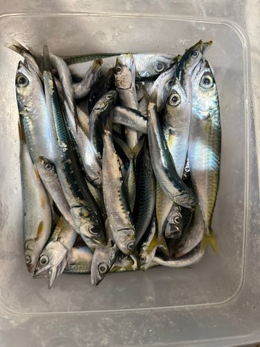 サバの釣果