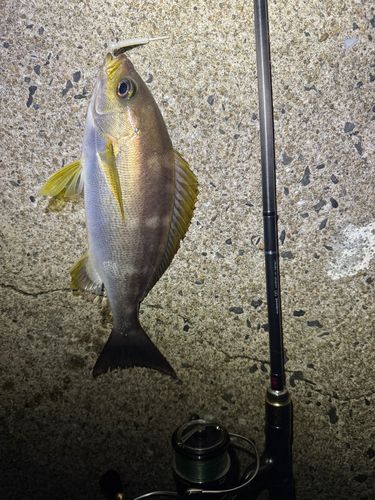 イサキの釣果