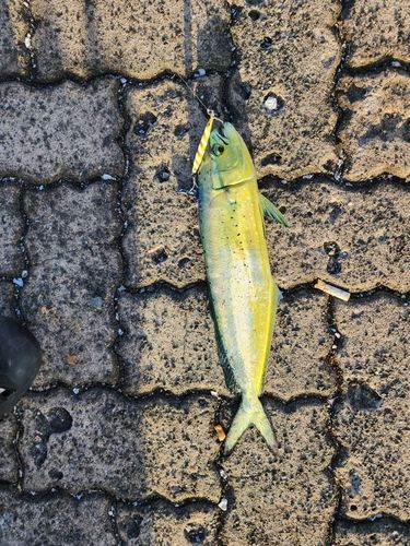 シイラの釣果