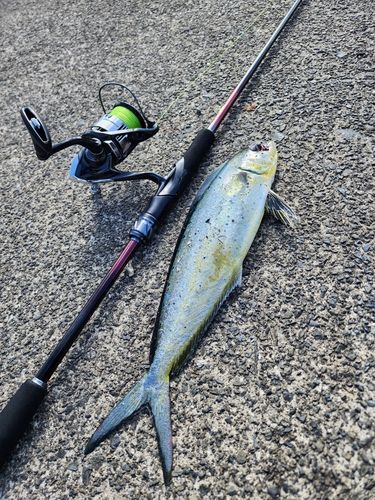 シイラの釣果