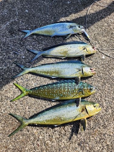 シイラの釣果