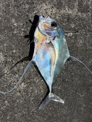イトヒキアジの釣果
