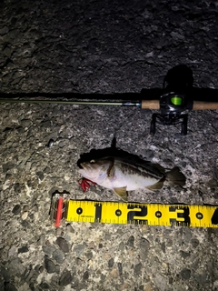シマゾイの釣果