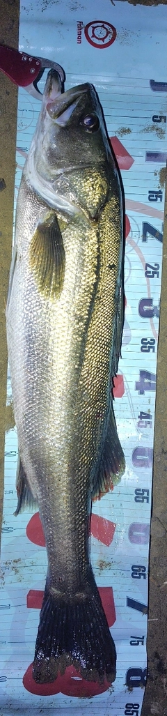 シーバスの釣果