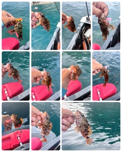 カサゴの釣果