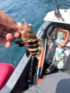 アオハタの釣果