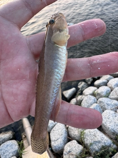マハゼの釣果