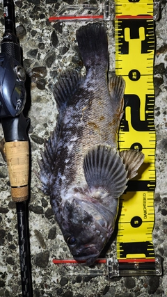 クロソイの釣果