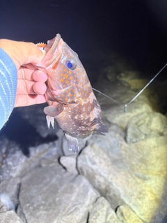キジハタの釣果