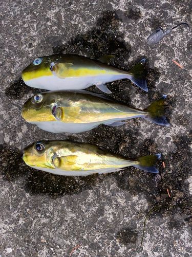 シロサバフグの釣果