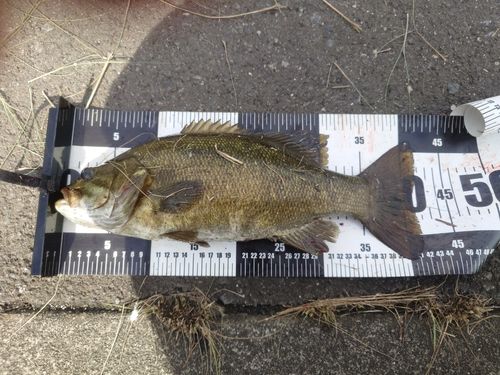 スモールマウスバスの釣果