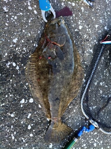 ヒラメの釣果