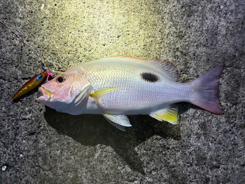 クロホシフエダイの釣果