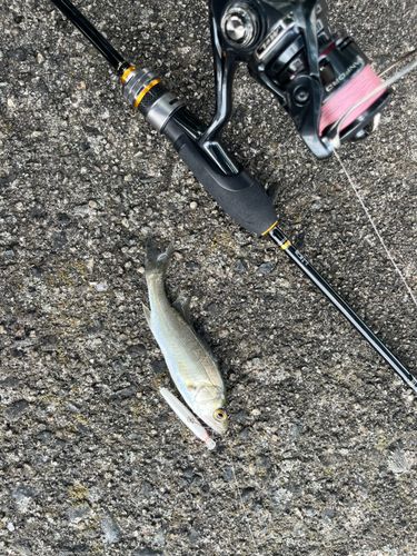 セイゴ（タイリクスズキ）の釣果