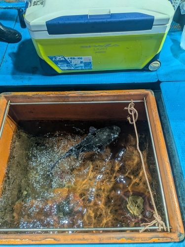 トラフグの釣果
