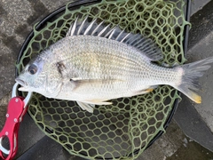 キビレの釣果