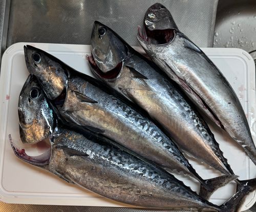 ソウダガツオの釣果