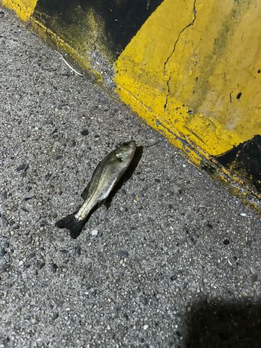 セイゴ（マルスズキ）の釣果