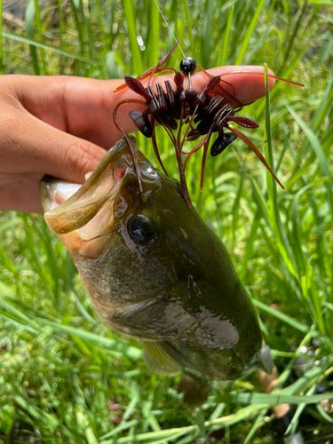 ラージマウスバスの釣果