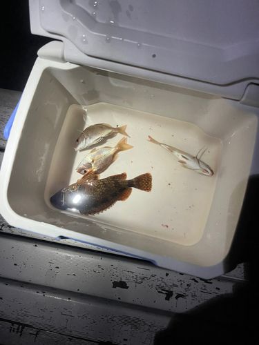 アリゲーターガーの釣果