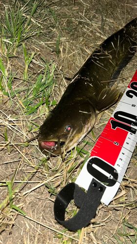 ナマズの釣果