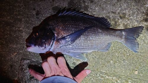 クロダイの釣果