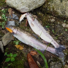 ニジマスの釣果