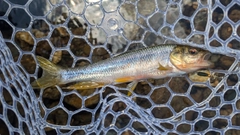 カワムツの釣果