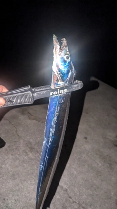 タチウオの釣果