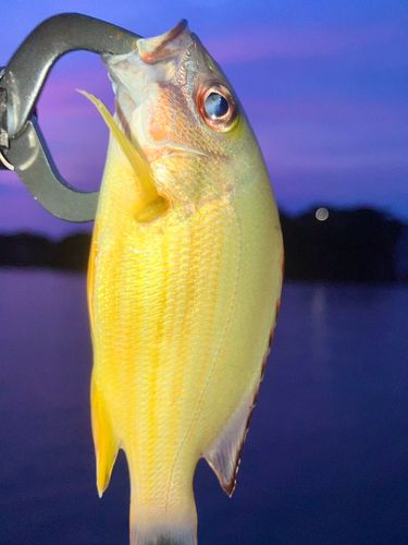 オキフエダイの釣果