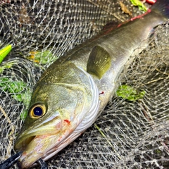 フッコ（マルスズキ）の釣果