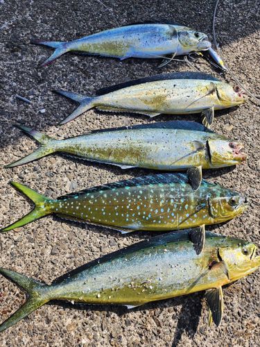 シイラの釣果