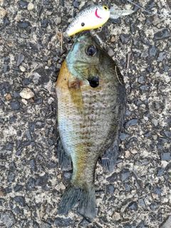 ブルーギルの釣果