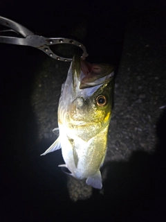 スズキの釣果