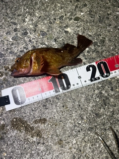 カサゴの釣果