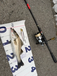 シーバスの釣果