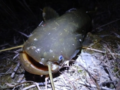 ナマズの釣果