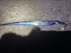 タチウオの釣果