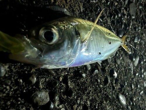 マアジの釣果