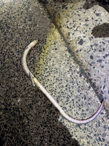 ウナギの釣果